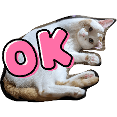 MOO_20240223181840