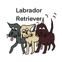 Labrador retriever polite