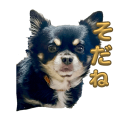 kichi_20240223222915