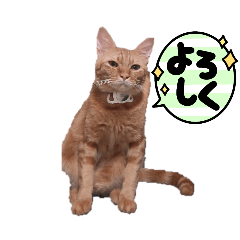 Laochanz