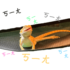黃鬆獅蜥-五吉（五金飯菜多多家）