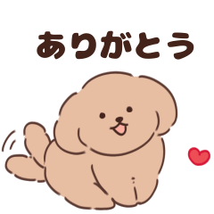 Toy poodle chacha 3
