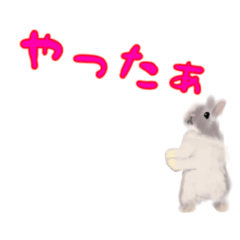 Rabbit 0001