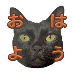 Black cat Lalachan Stickers