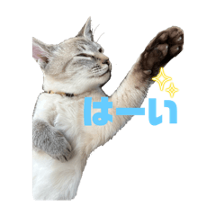 nekoratachi