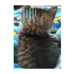 CAT...Ponzu