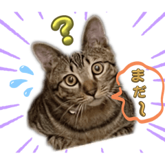 Let's talk with a cat.