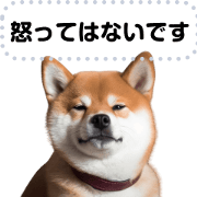 Let's play with dog memes.