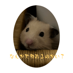 nezumi._20240225151837