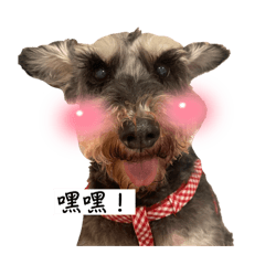 哇系妞妞！