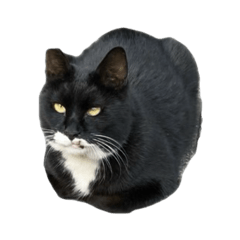 shirotabi-chan [normal]