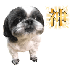 Tirol of the Shih Tzu.1