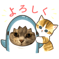 tanuki_20240225213225