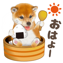 Cute dog 26 shibaken