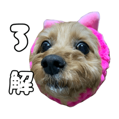 Sakura_20240226022250