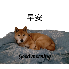 柴犬毛毛貼圖