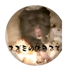 nezumi._20240226154050