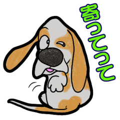 Basset hound 51(dog)