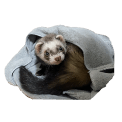 Ferret Maro