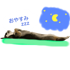 napi_20240227024345