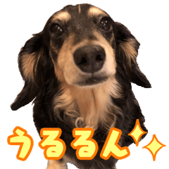 Daily life of a dachshund azuki&candy