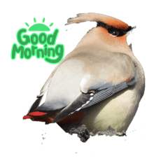 chisa_20240227084955