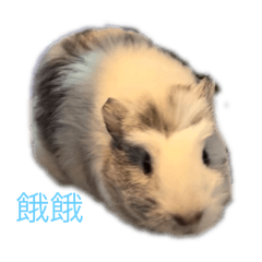 天天の無尾熊