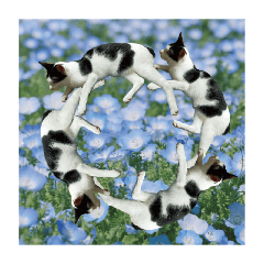 Nekoinu_20240227162945