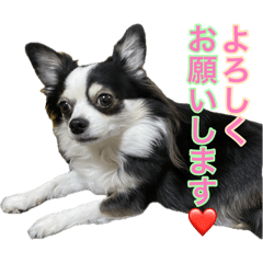 Ito family dog wasabi and chikuwa