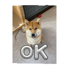 Wakayuma_20240227201112