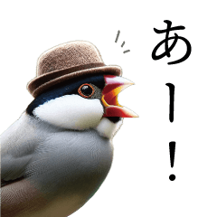 BUCHO, a Java sparrow