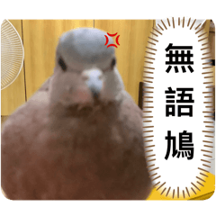 鳩鳩小傻波～