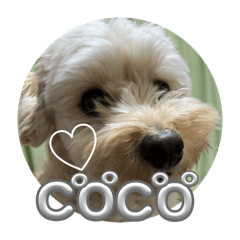 COCO#01