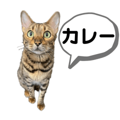 Miyu_the cute bengal cat 2