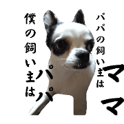 I love my dad. Chihuahua Maro-kun.