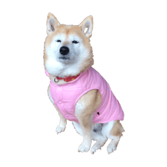 sakura_20240228184432