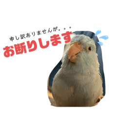 Sakura_20240228215729