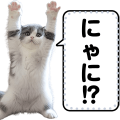 猫ミーム【面白い・大人可愛い・日常】