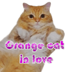 Orange cat in love