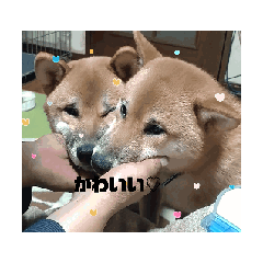 SHIMIZU_20240229131535