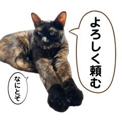 Shimaso1004_20240229153230