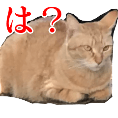 使いやすい猫ミーム♡スタンプ