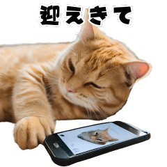 猫ミーム風スタンプ〜日常用〜