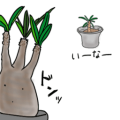 Surreal Pachypodium Gracilis