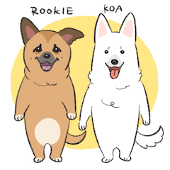 rookie_koa