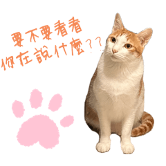 Yuxin療癒小貓
