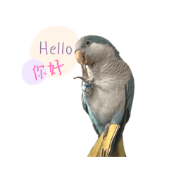 可愛鳥寶們日常回覆常用語