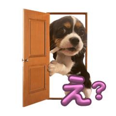 komomonopoco_20240301185958
