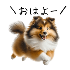 cute Shetland sheep dog