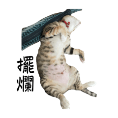 游cat